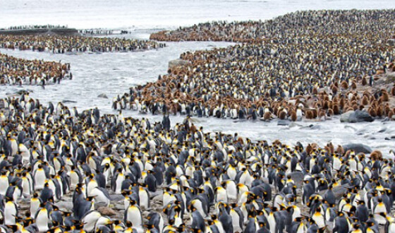 Королевские пингвины находятся под угрозой исчезновения