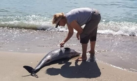 Через війну в Україні в Чорному морі масово вимирають дельфіни