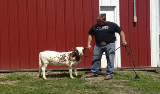 Фермер в США вывел карликовую породу коров