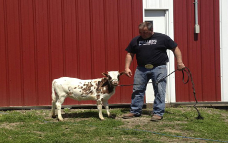 Фермер в США вывел карликовую породу коров