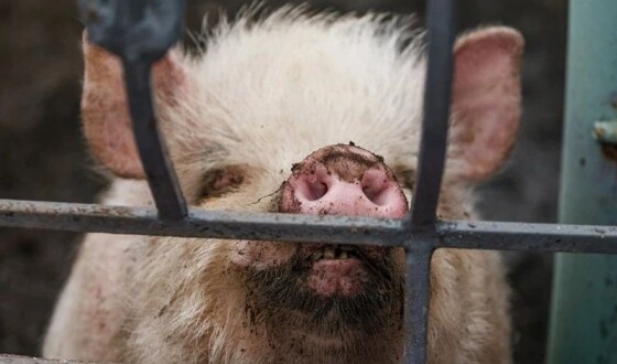 У Гонконгу свиня вбила тесаком м&#8217;ясника