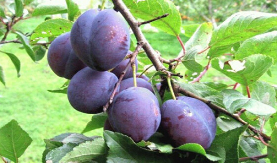 В Украине подешевел популярный фрукт