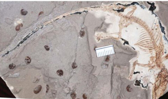 Археологи нашли останки самого древнего млекопитающего