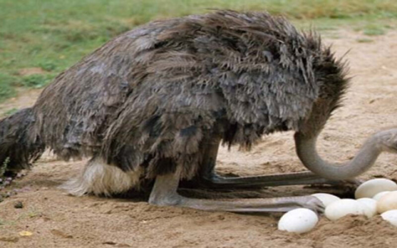 На Арабатской стрелке страусы впервые высидели птенцов в песке
