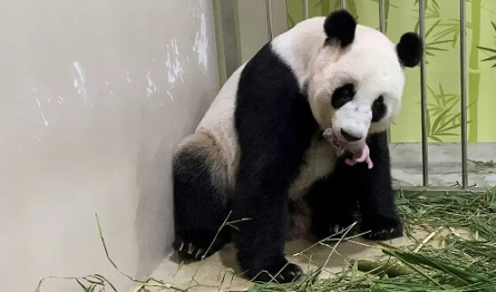 У зоопарку Сінгапуру в результаті штучного запліднення панд народилися діти