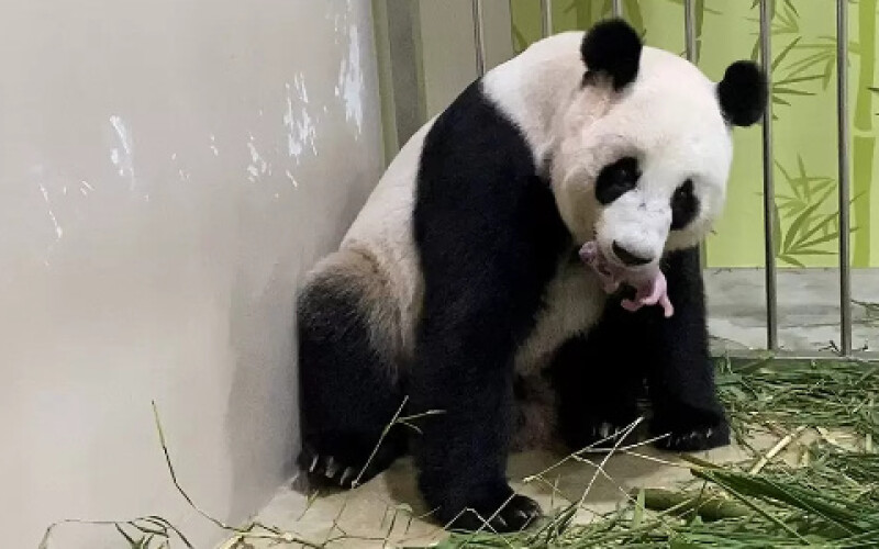 У зоопарку Сінгапуру в результаті штучного запліднення панд народилися діти