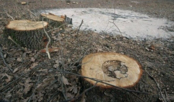 В Україні за останні 10 років знищили 4 млн га лісів