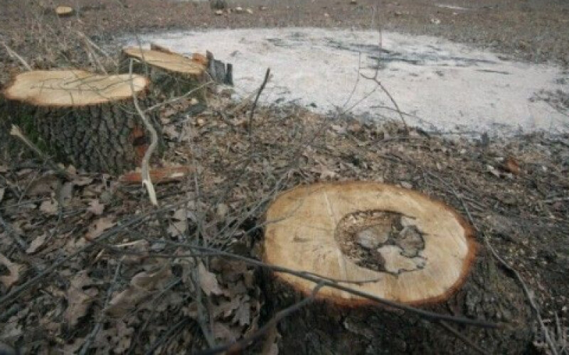 В Україні за останні 10 років знищили 4 млн га лісів
