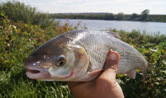 Експорт української живої риби зріс втричі з початку року