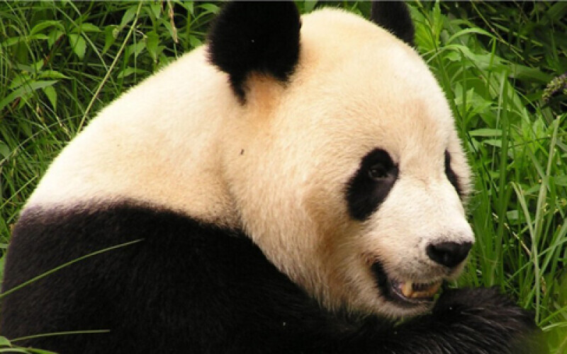 Китай забере зі США назад додому панду-посланця дружби