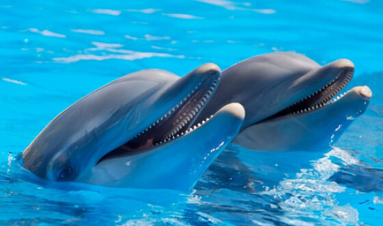 В Крыму массово вымирают дельфины