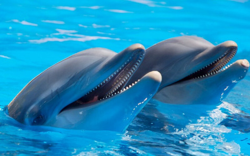 В Крыму массово вымирают дельфины