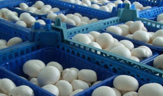 Экспорт грибов из Украины увеличился в 50 раз