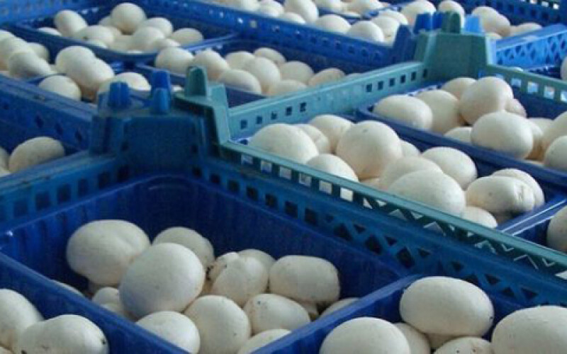 Экспорт грибов из Украины увеличился в 50 раз