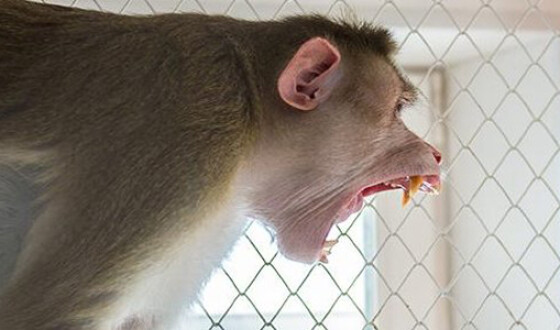 В Мариуполе на выставке обезьян произошла стрельба