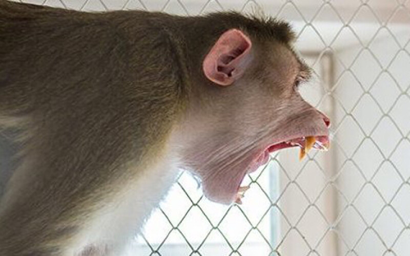 В Мариуполе на выставке обезьян произошла стрельба