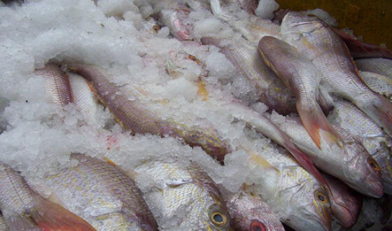 Объявлен тендер на закупку 2,2 тыс. тонн мороженой рыбы для заключенных