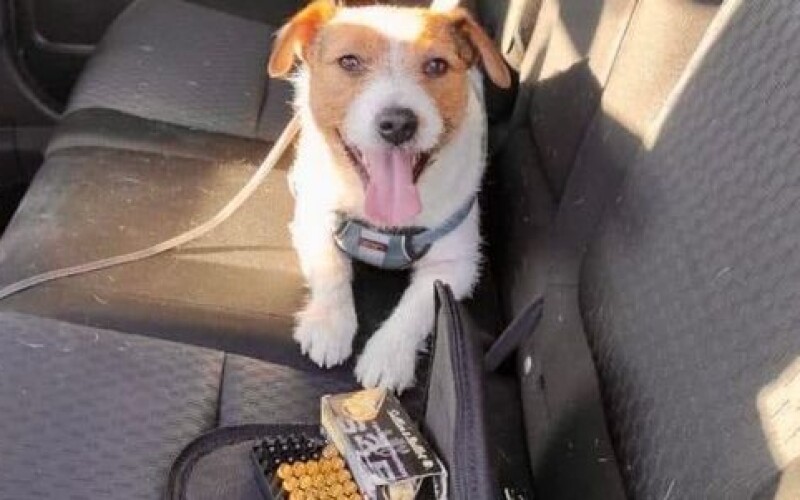 На Одесчині службовий пес прикордонників знайшов набої в машині зі США