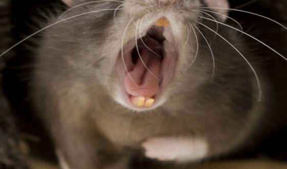В Аризоне нашли останки доисторической крысы размером с пса