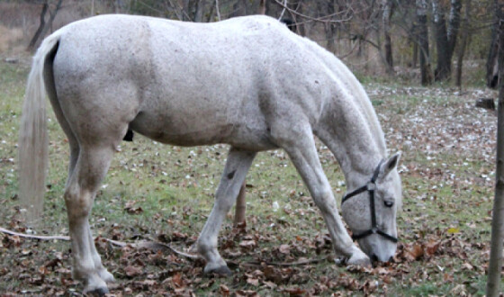 Живого коня знайшли під завалами в Туреччині через 21 день після землетрусу