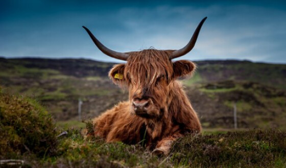 Генетики назвали батьківщину корів і биків