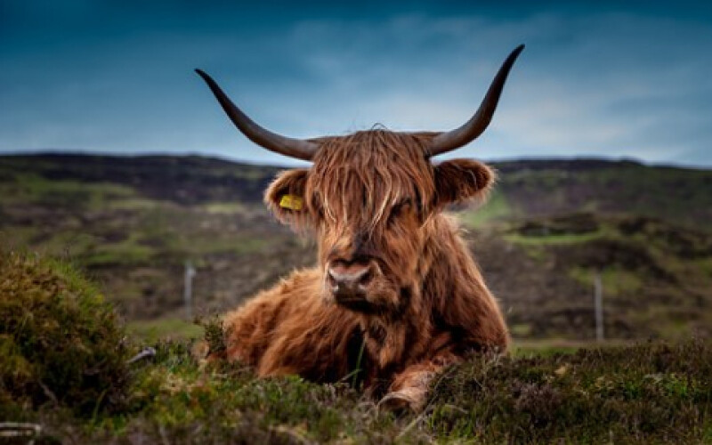 Генетики назвали батьківщину корів і биків