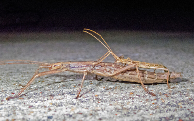 Японские биологи рассказали о необычном насекомом