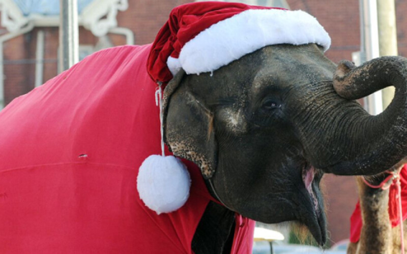 На улицах тайских городов рождественские подарки раздают слоны