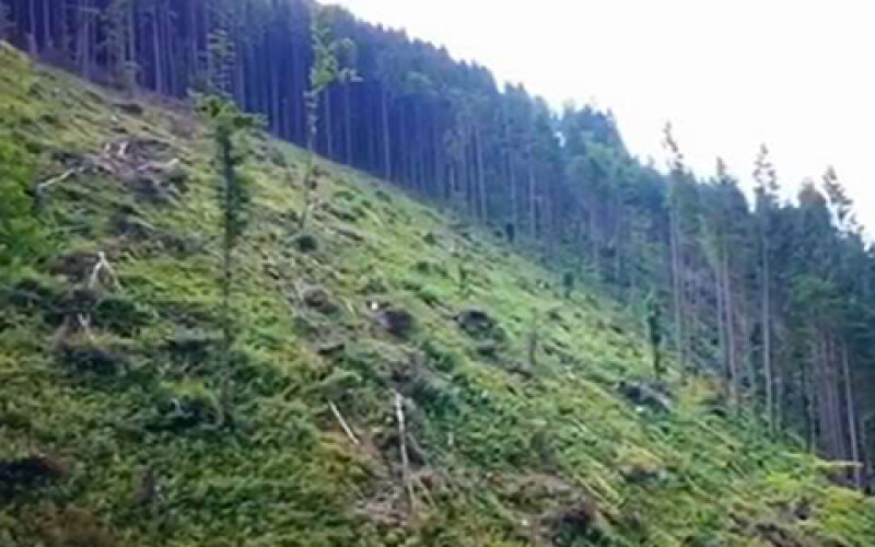 У Карпатському біосферному заповіднику незаконно вирубували дерева