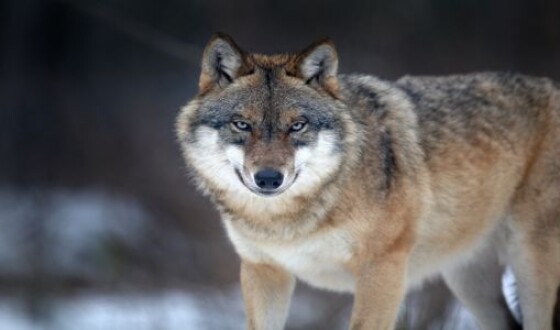 Села Тернопольской области терроризирует бешеный волк