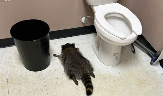 У США єнот прорвався в магазин з алкогольними напоями й заснув п’яним під унітазом