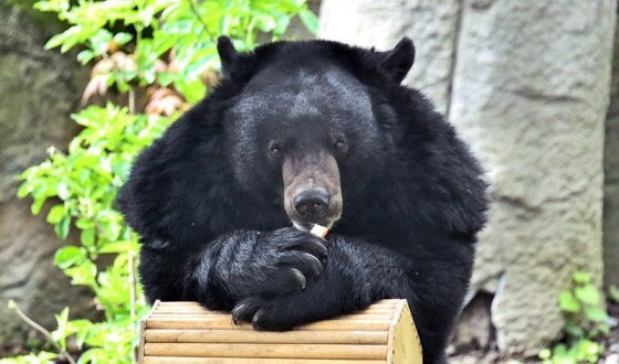 У Київському зоопарку покращили умови ведмедям