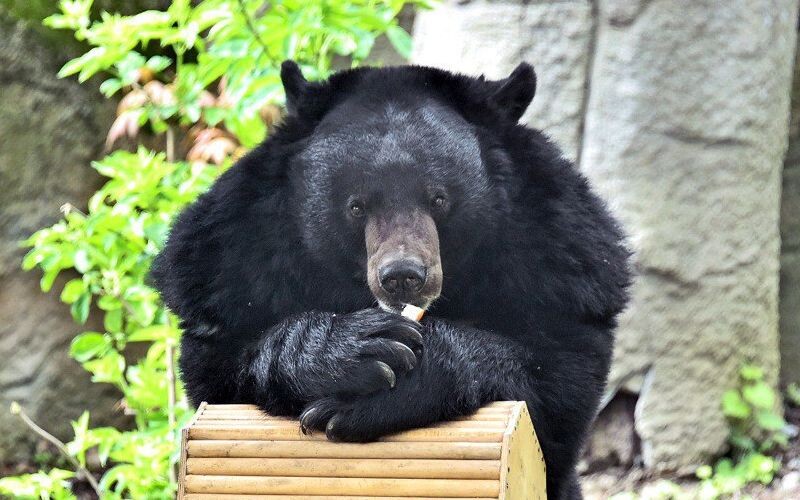 У Київському зоопарку покращили умови ведмедям