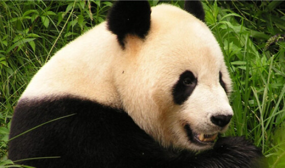 В Китае гигантская панда Цао-Цао родила близнецов