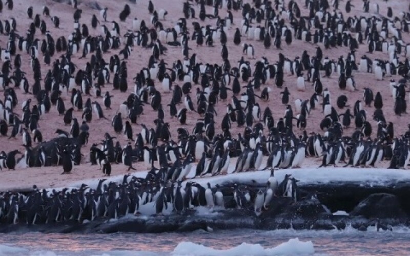 Тисячі пінгвінів зібралися біля української полярної станції