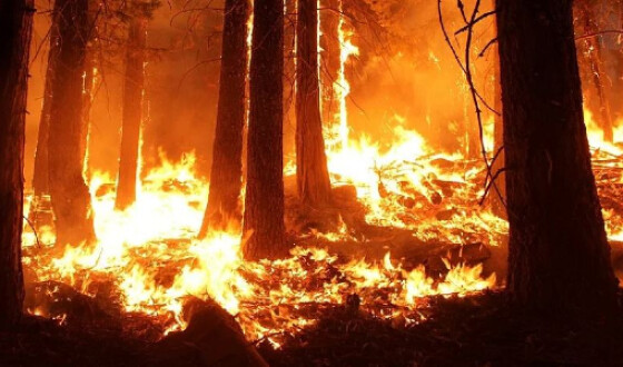 В Грузии горят леса
