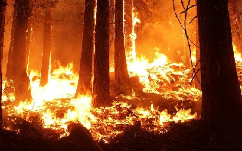 Шестеро людей загинули через лісові пожежі в США