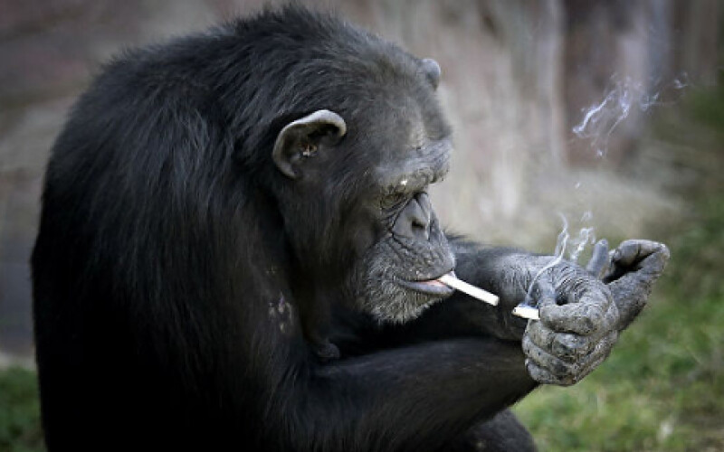 Антрополог пояснив, чому ще жодна мавпа не перетворилася на людину