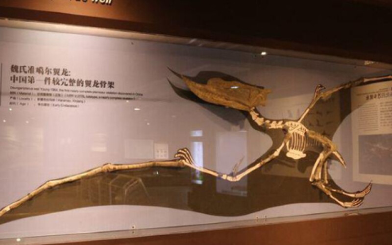 В Китае нашли первый полный скелет птерозавра