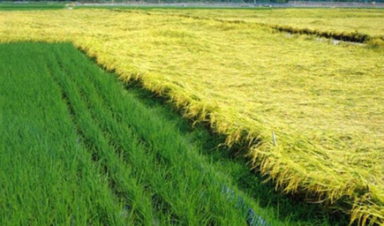 Украинцы вывели два сверхпродуктивных сорта риса