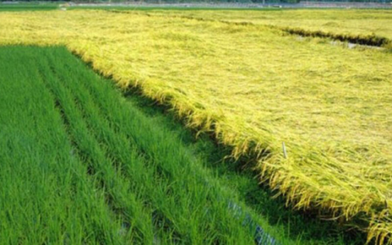 Украинцы вывели два сверхпродуктивных сорта риса