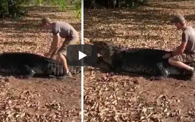 В Австралии путешественник забрался на спину крокодила
