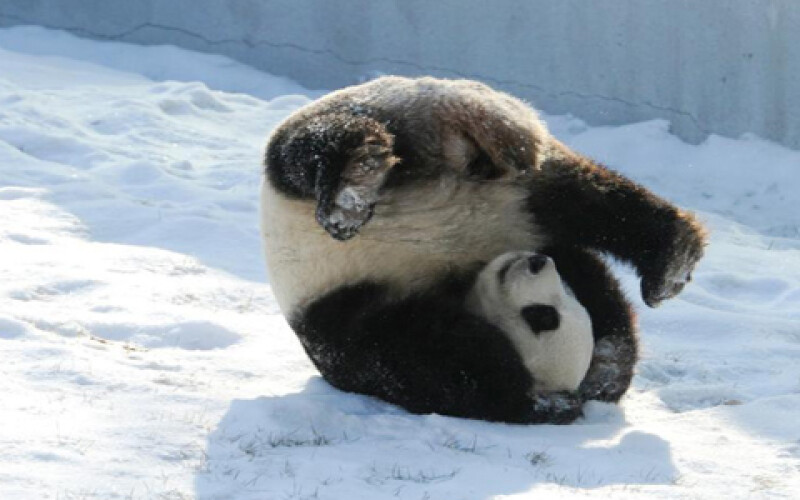 Видео с пандами-разрушителями стало хитом Сети