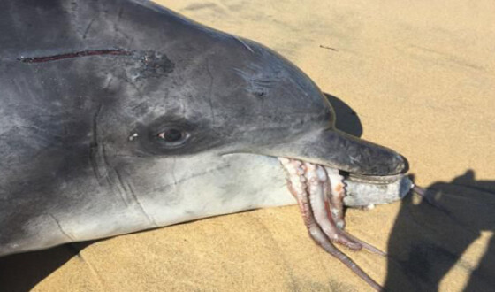 В Австралии осьминог задушил дельфина
