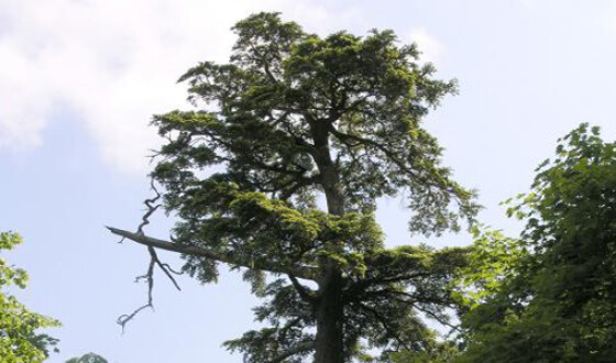 Итальянцы обнаружили самое старое дерево в Европе