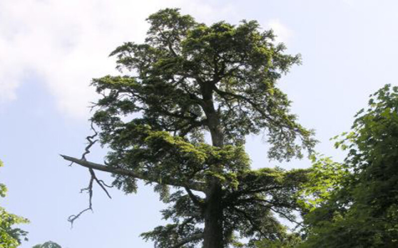 Итальянцы обнаружили самое старое дерево в Европе