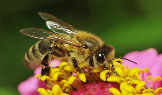В Україні відновлюється стимулювання бджільництва