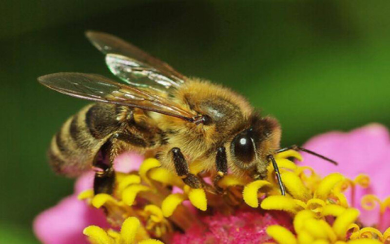 Стала відома причина загибелі бджіл в Україні