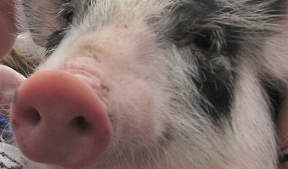 Во Львовщине из-за пожара погибло полтысячи свиней