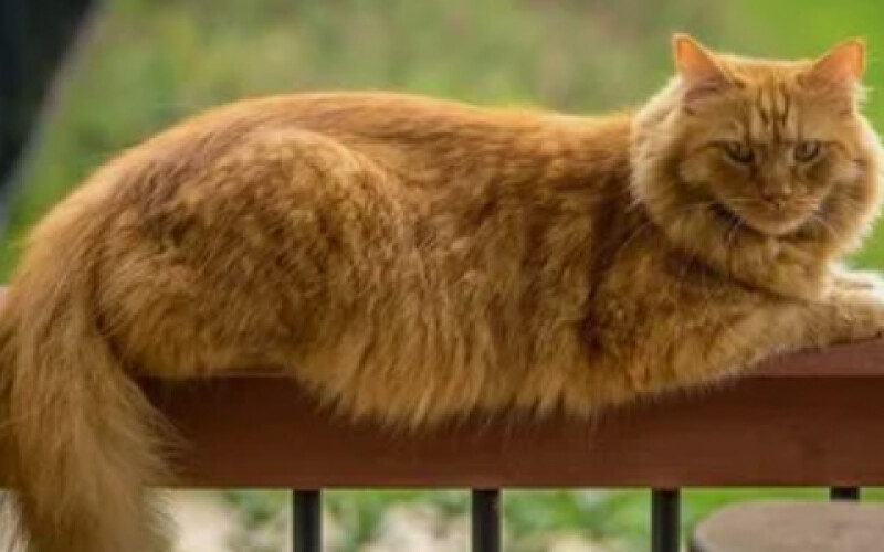 В Великобритании умер самый старый в мире кот